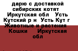 дарю с доставкой сибирских котят - Иркутская обл., Усть-Кутский р-н, Усть-Кут г. Животные и растения » Кошки   . Иркутская обл.